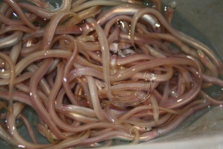 Pacu Pertumbuhan Ikan Sidat