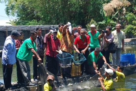 Kembangkan si Daging Putih