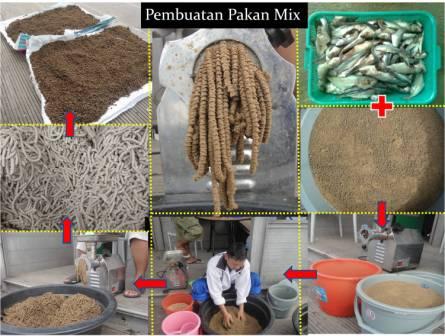 Budidaya Bawal Bintang, Lebih Efisien dengan Pakan Campuran