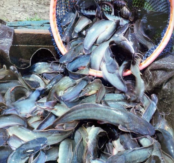 Belanja Ikan dari Rumah, Pilihan Bijak Lawan Covid-19