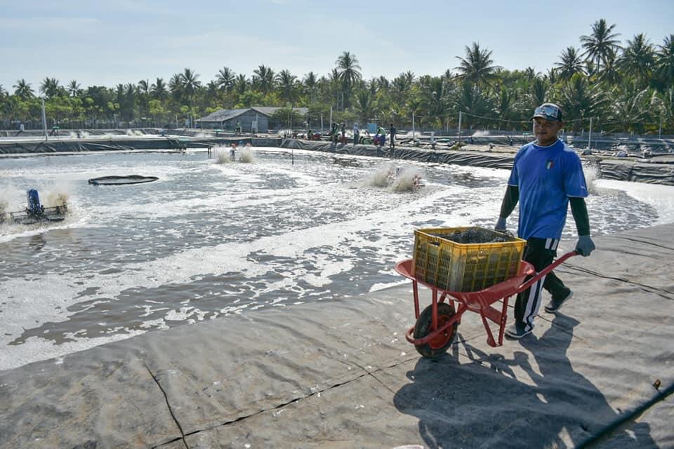 Larangan Penggunaan Antibiotik Pada Budidaya Udang