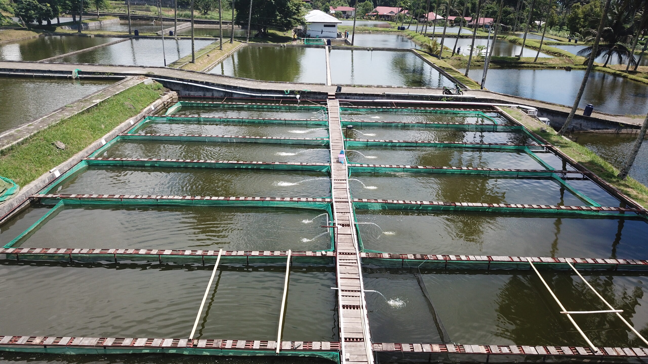 Metode Shifting: Solusi untuk Tingkatkan SR Larva Ikan  pada Tahap Pendederan