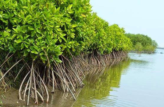 Korelasi Akuakultur dan Ekosistem Mangrove
