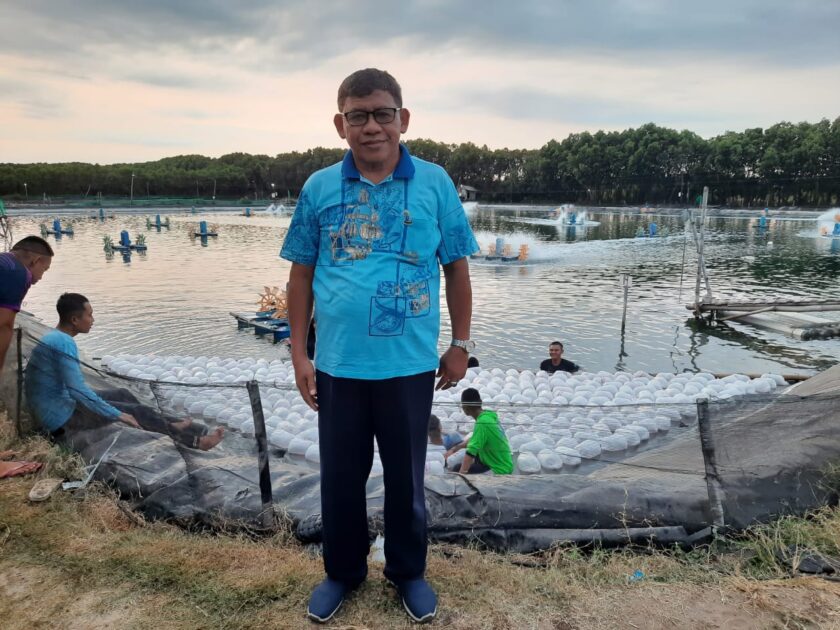 Saatnya Petambak Udang Vaname Tahu Kharakteristik Benur dari Hatchery ...