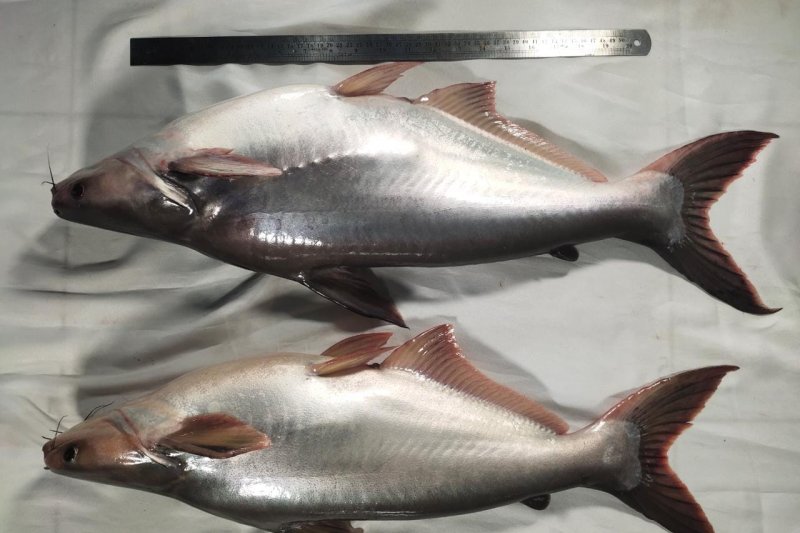 Pendederan Patin Siam Tanpa Artemia dan Cacing Sutera BPBAT Sungai Gelam