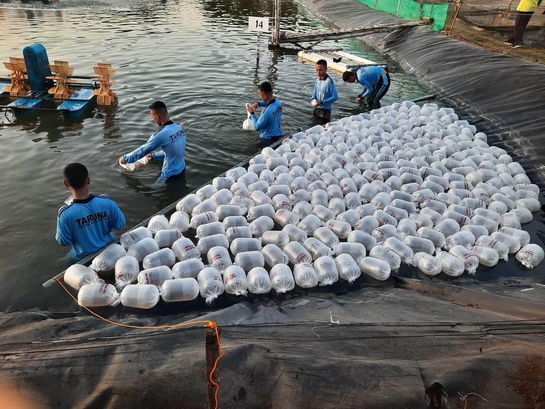 Strategi Siasati Harga Udang