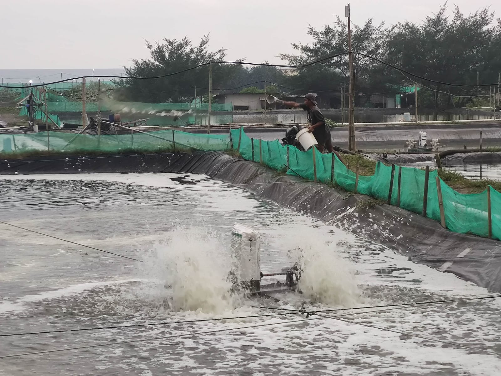 Protease Tingkatkan Kecernaan Protein pada Udang