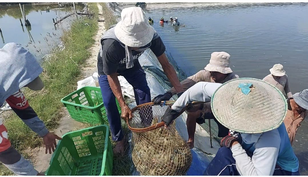 Menjaga Kualitas dan Optimalisasi Dampak Pakan di Tambak