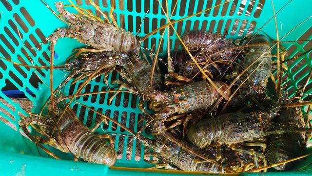 Regulasi Sumber Daya Lobster, Perlukah?