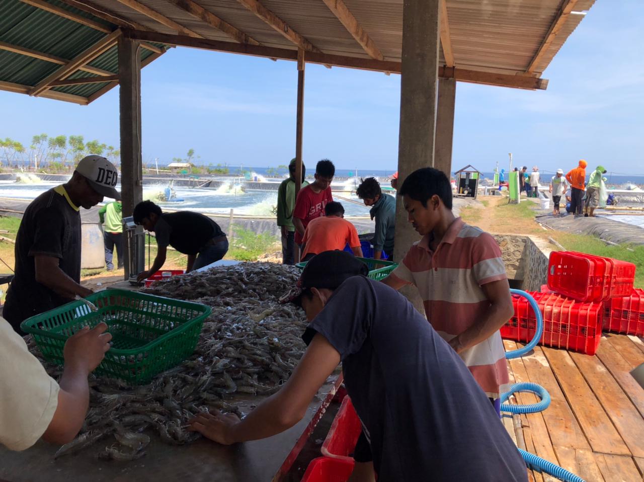Semakin Beragam, Kompetisi Produsen Hasilkan Pakan Udang Terbaik