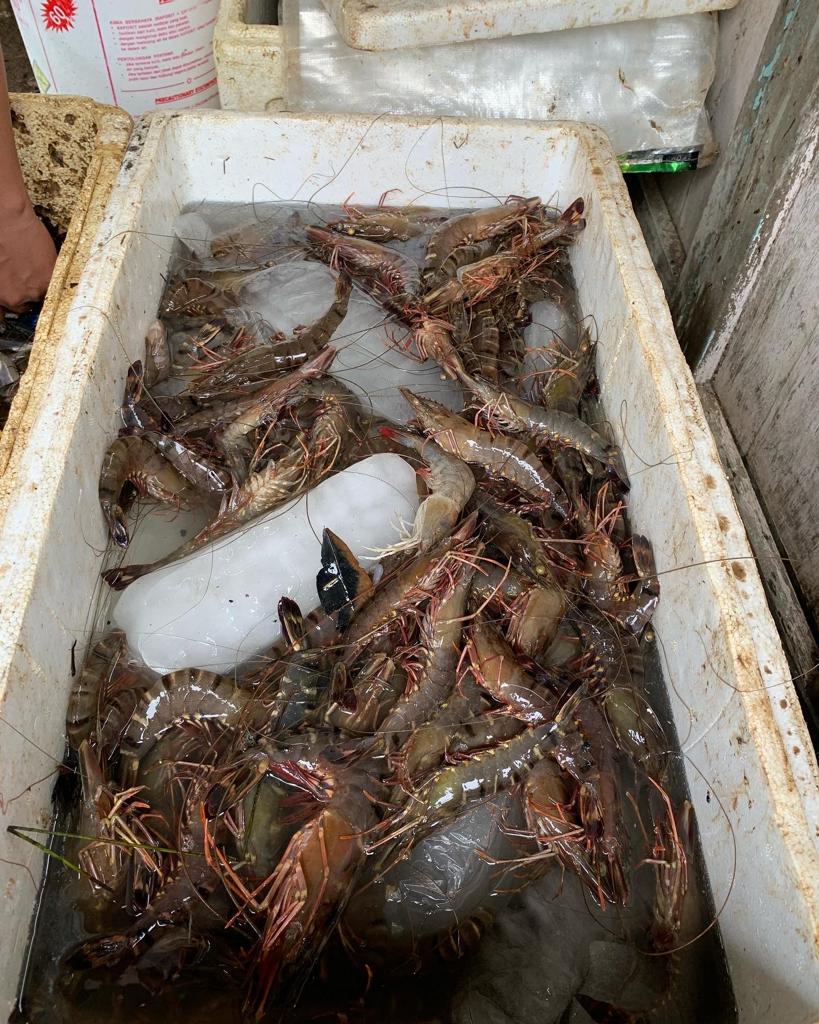 Budidaya Ramah Sehat untuk Udang dan Manusia