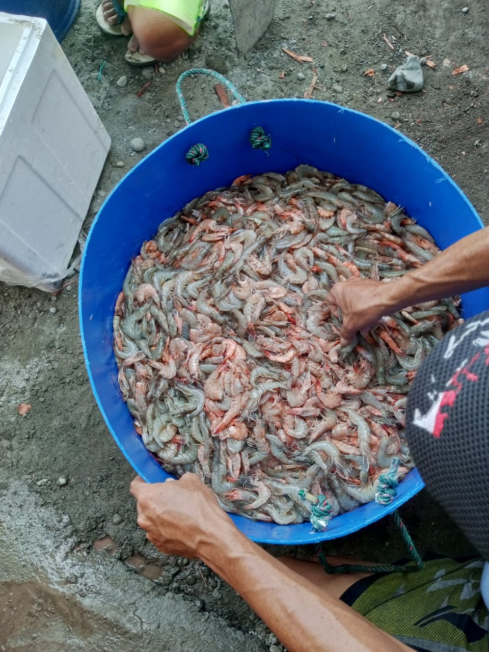 Teror ‘Hantu Tambak’ Itu Masih Ada