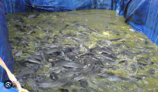 Cara Budidaya Ikan Lele di Kolam Terpal
