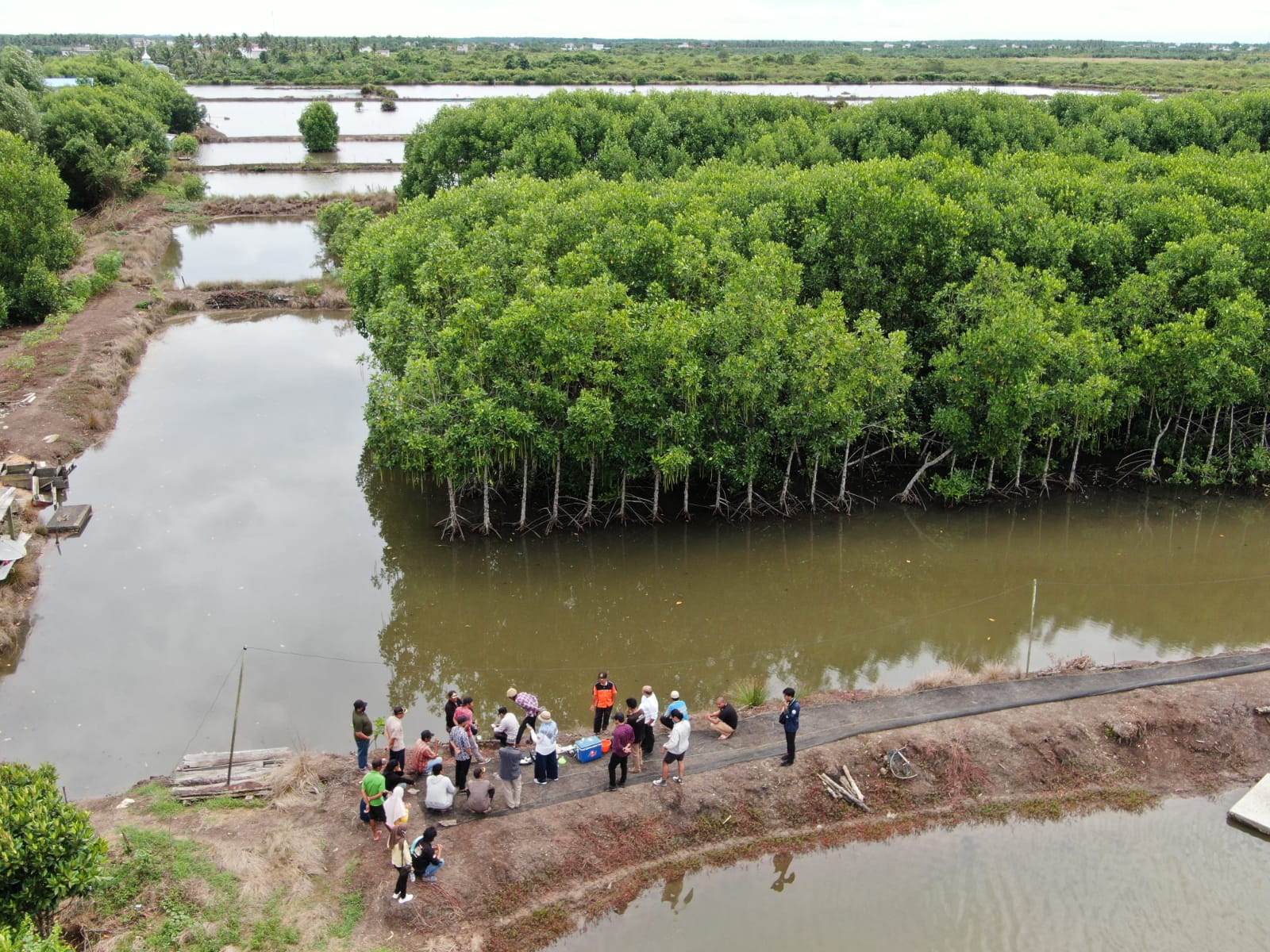 Mangrove, ‘Paru-paru’ Udara dan Lumbung Ikan Nusantara