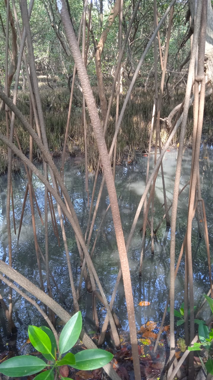 Silvofishery, Upaya Meningkatkan Nilai Ekonomis Hutan Mangrove