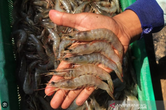 Inovasi Pemantauan Kesehatan Udang- Sensor Terkini, Otomatisasi, dan Kecerdasan Buatan