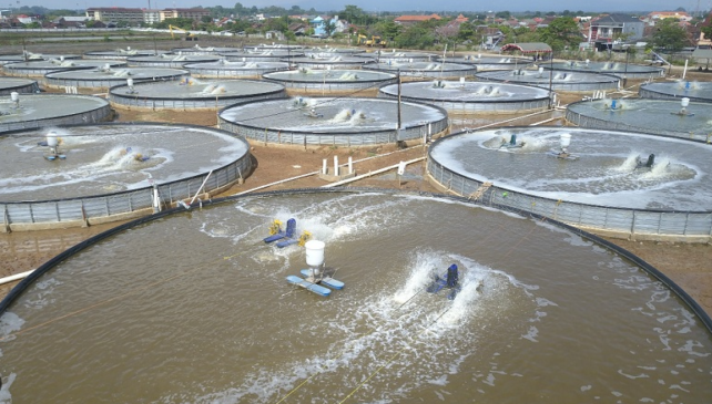 Inovasi tambak,teknologi aquaculture,keberlanjutan tambak (okezone.com)