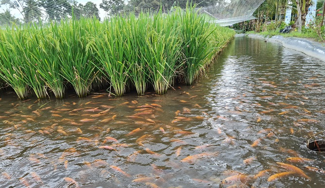 Budidaya Ikan di Lahan Sawah Bekas Panen (agroteknologi.eu.org)