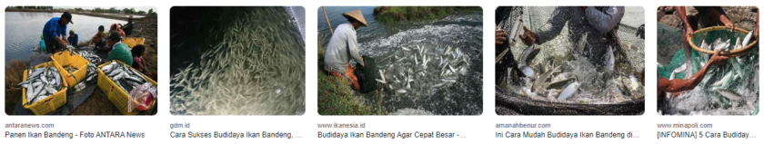 Inilah Cara Sukses Budidaya Ikan Bandeng di Indramayu