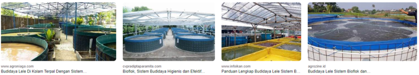 Inovasi Sistem Bioflok untuk Budidaya Ikan Lele di Yogyakarta