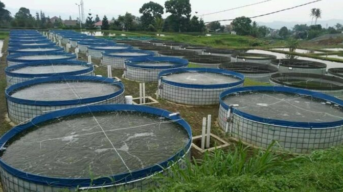 Menangkal Hama dan Penyakit Ikan Sistem Bioflog (rumahbudidaya.co.id)