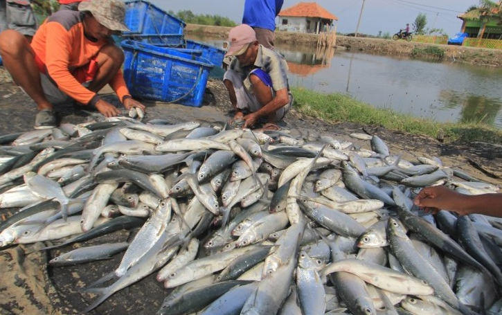 Tips Budidaya Ikan Bandeng (agroniaga.com)