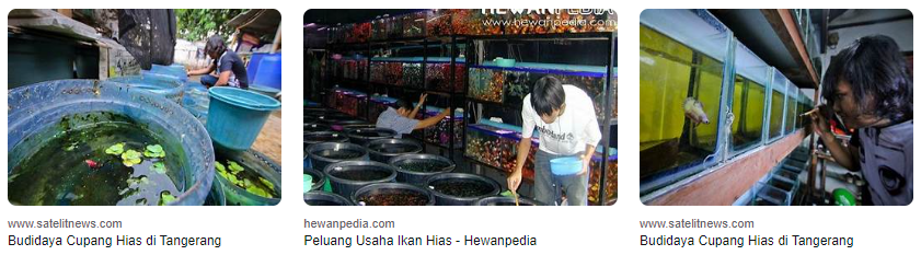 Budidaya Ikan Hias di Tangerang