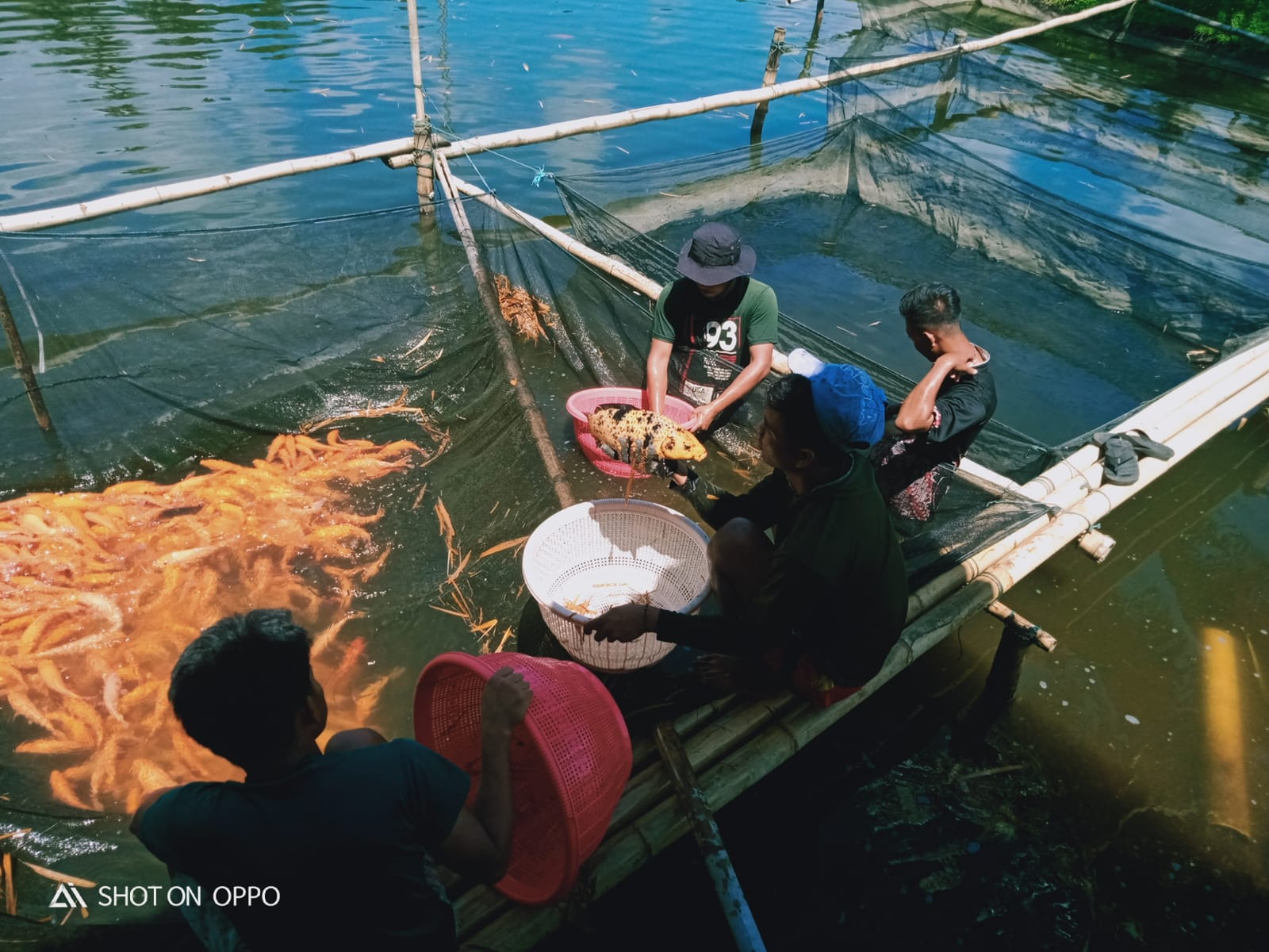 Harga Komoditas Perikanan Rawan  Tergerus Inflasi