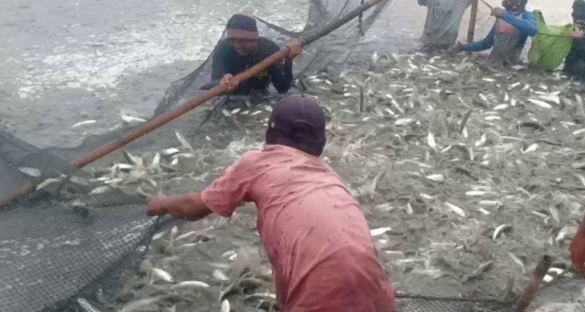 Mencegah Kegagalan Panen di Tambak (Youtube.com)