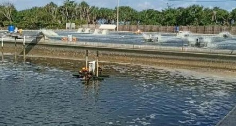 Tips Mencegah Kegagalan Panen di Tambak (tabloidsinartani.com)