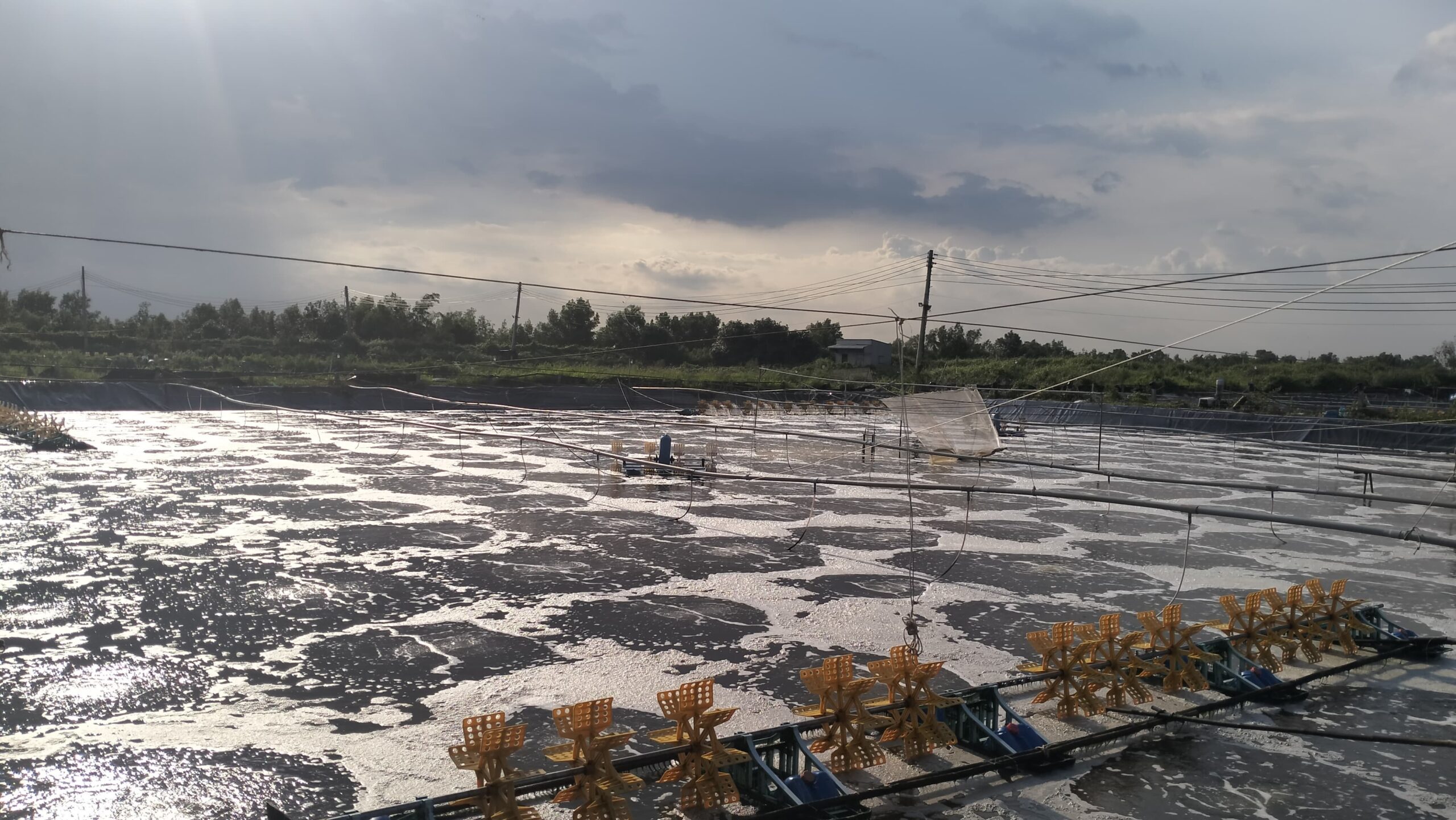 Hidupkan Kembali Tambak Mangkrak