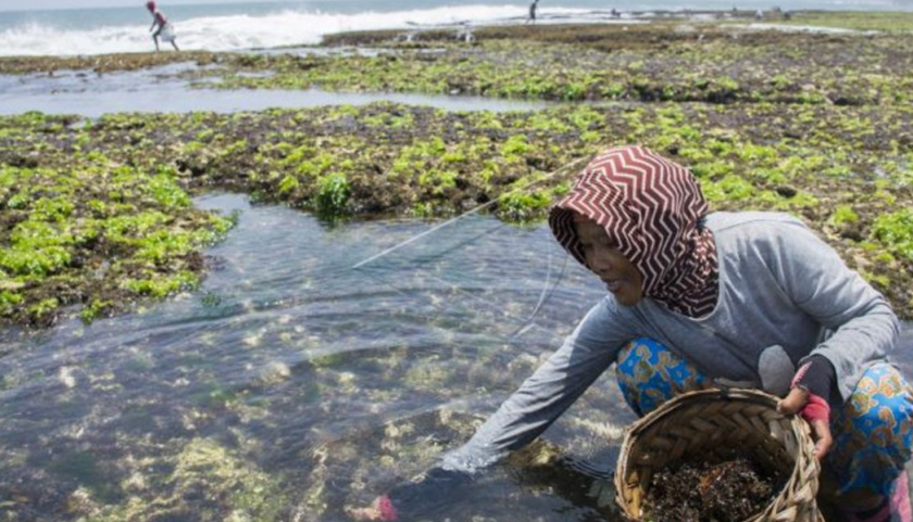 Peluang Budidaya Kepiting dan Rumput Laut (jogja.voi.id)