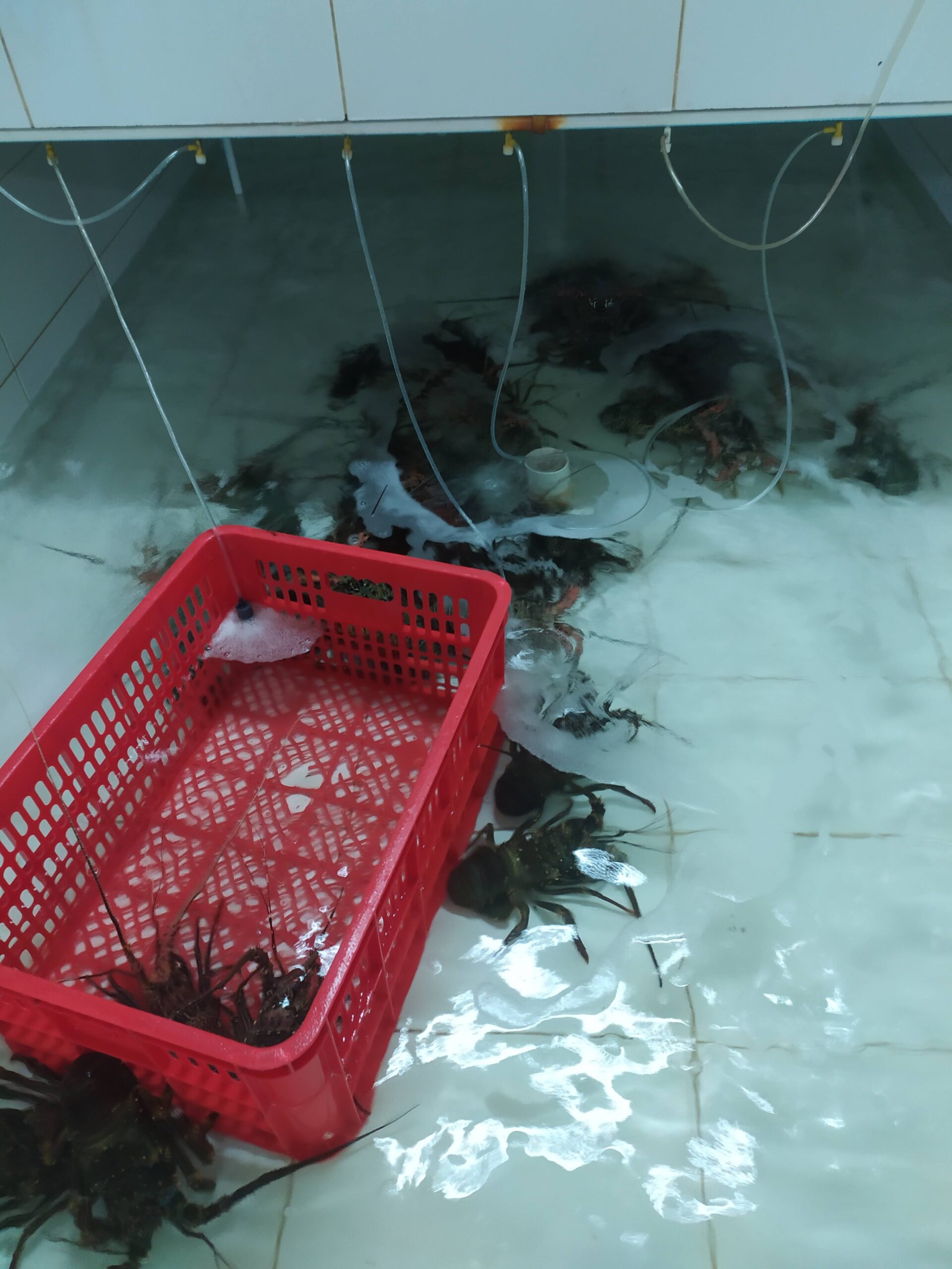 Lirik Peluang Budidaya Kepiting dan Rumput Laut dari Matra Bahari