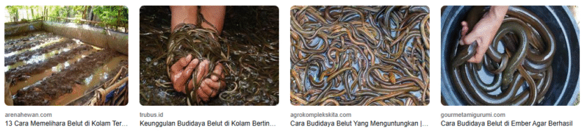 5 Hal Menarik Tentang Belut Yang Hidup Di Air 5 Hal Menarik Tentang Belut Yang Hidup Di Air
