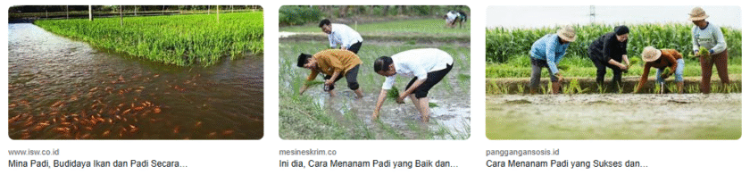 Tips Budidaya Mina Padi yang Menguntungkan danbenar
