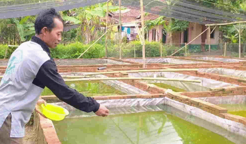 5 Tips Sukses Menjadi Petani Ikan Dengan Modal Minim 5 Tips Sukses Menjadi Petani Ikan Dengan Modal Minim