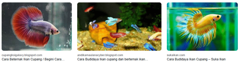6 Teknik Budidaya Ikan Cupang Agar Warna Lebih Cerah 6 Teknik Budidaya Ikan Cupang Agar Warna Lebih Cerah