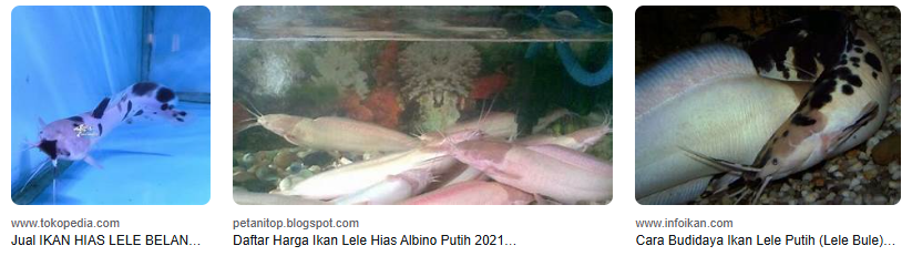 Harga Lele Albino Terbaru, Apakah Layak Untuk Dibudidayakan? Harga Lele Albino Terbaru, Apakah Layak Untuk Dibudidayakan?