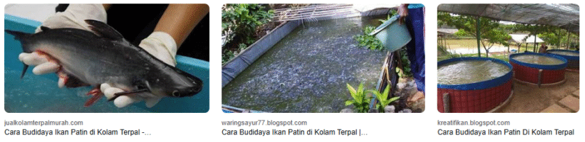 10 Cara Budidaya Ikan Patin Di Kolam Terpal, Cuan Melimpah! 10 Cara Budidaya Ikan Patin Di Kolam Terpal, Cuan Melimpah!