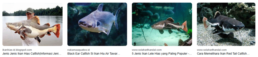 Ikan Catfish: 5 Fakta Menarik & Cara Budidayanya! Ikan Catfish: 5 Fakta Menarik & Cara Budidayanya!