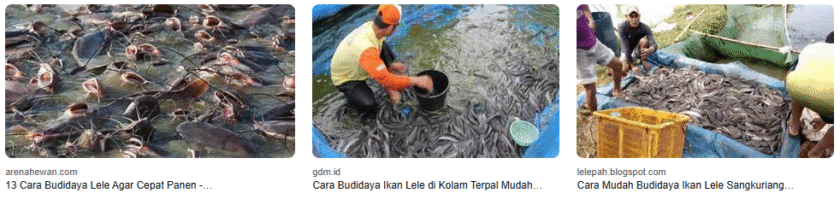 7 Jenis Ikan Lele Yang Cepat Panen dan Menguntungkan 7 Jenis Ikan Lele Yang Cepat Panen dan Menguntungkan