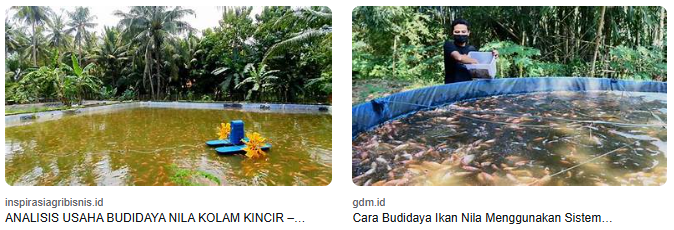 8 Keuntungan Menggunakan Kolam Nila Untuk Bisnis Ikan 8 Keuntungan Menggunakan Kolam Nila Untuk Bisnis Ikan