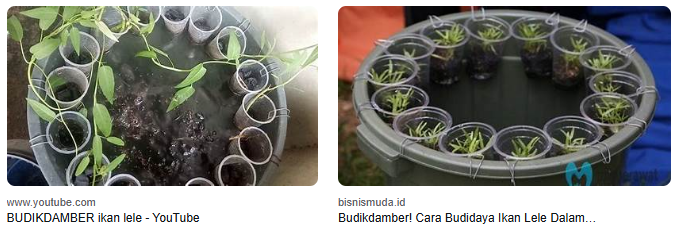 Budikdamber Ikan Lele: 7 Keunggulan & Cara Memulainya! Budikdamber Ikan Lele: 7 Keunggulan & Cara Memulainya!