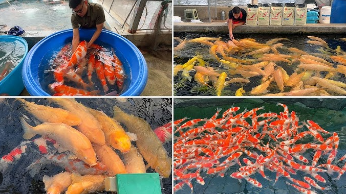 5 Langkah Budidaya Ikan Koi Untuk Pemula, Dijamin Sukses! 5 Langkah Budidaya Ikan Koi Untuk Pemula, Dijamin Sukses!