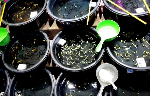 7 Cara Budidaya Ikan Dalam Ember, Solusi Praktis Di Rumah! 7 Cara Budidaya Ikan Dalam Ember, Solusi Praktis Di Rumah!