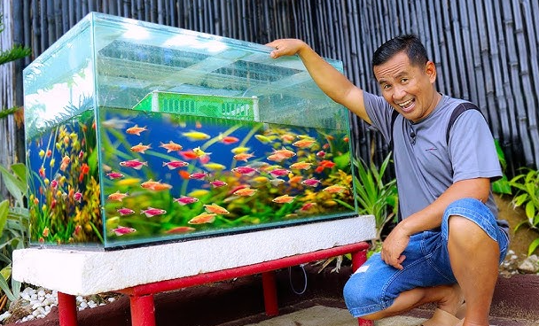 7 Cara Efektif Merawat Ikan Glofish Bertelur Di Akuarium 7 Cara Efektif Merawat Ikan Glofish Bertelur Di Akuarium
