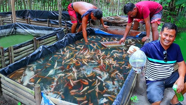 7 Cara Membudidayakan Ikan Hias, Bisnis Paling Menguntungkan! 7 Cara Membudidayakan Ikan Hias, Bisnis Paling Menguntungkan!