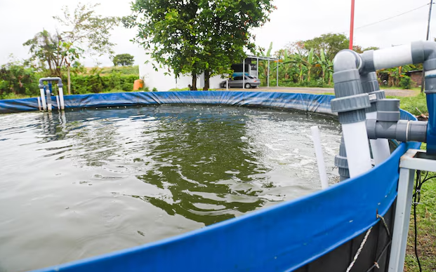 5 Cara Ternak Ikan Nila Di Kolam Terpal Agar Lebih Efektif 5 Cara Ternak Ikan Nila Di Kolam Terpal Agar Lebih Efektif