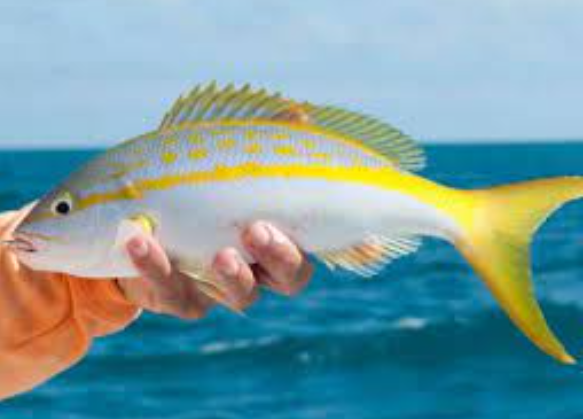 6 Fakta Unik Ikan Garis Kuning yang Memikat Para Pecinta Ikan 6 Fakta Unik Ikan Garis Kuning yang Memikat Para Pecinta Ikan