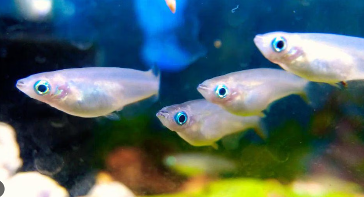7 Fakta Unik Ikan Medaka, Ikan Kecil Yang Tahan Segala Cuaca 7 Fakta Unik Ikan Medaka, Ikan Kecil Yang Tahan Segala Cuaca